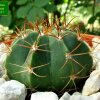 Melocactus _concinnus _GC357.01_ 01